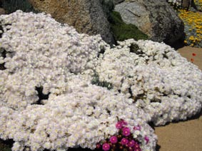 Lampranthus sp